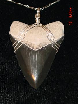An older Large Fossil Shark Tooth