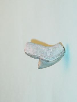 Light Gray Tiger Shark Tooth