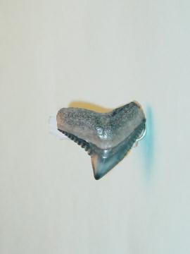 Offset Black Tiger Shark Tooth