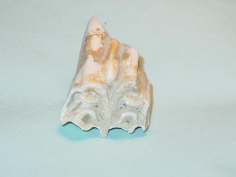 Large Fossil Horse Tooth